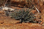 Euphorbia petricola Voi zapadne GPS164 Kenya 2012 Rainer DSC_1097.jpg